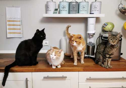 4 different cat in the kitchen fear of cats ailurophobia