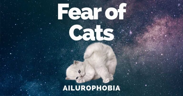 Fear Of Cats: Ailurophobia Causes, Signs & Treatments