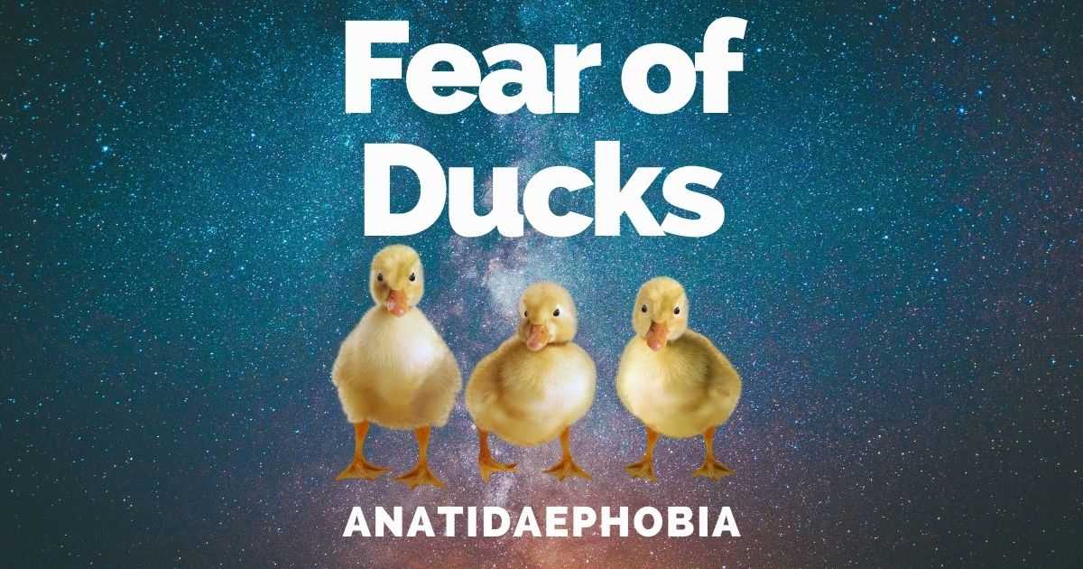 anatidaephobia, anatidaephobia definition, phobia of a duck watching you