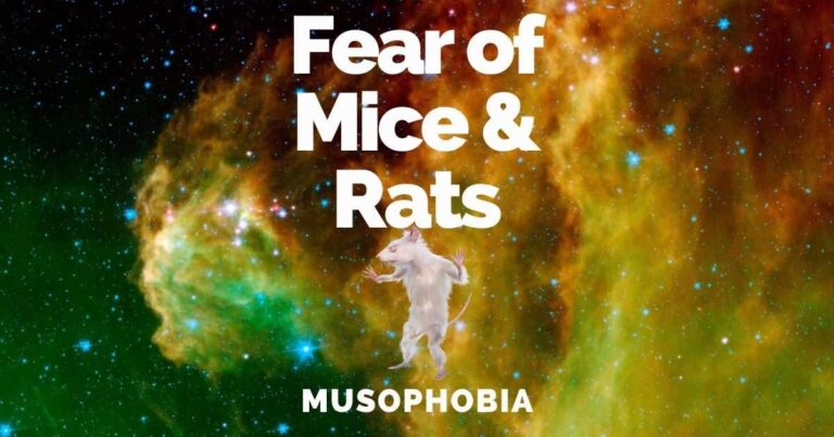 Fear Of Mice, Rats: Musophobia Causes, Symptoms & Treatments